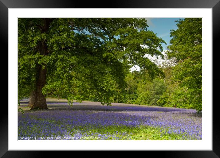 Bluebell Woods, Cornwall  Framed Mounted Print by Brian Pierce