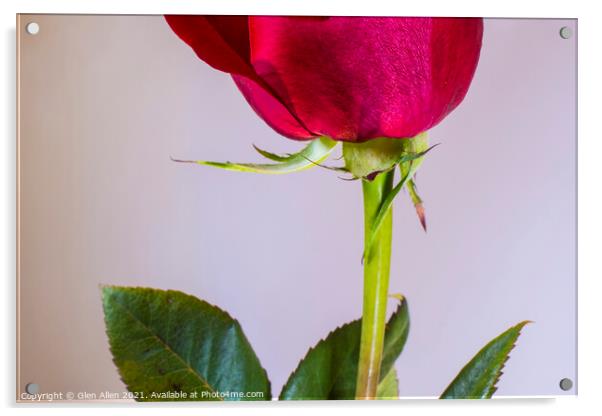 Rose Acrylic by Glen Allen