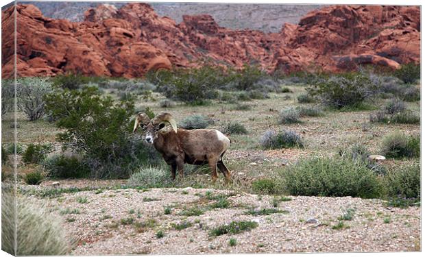bighorn in valley of fire Canvas Print by milena boeva