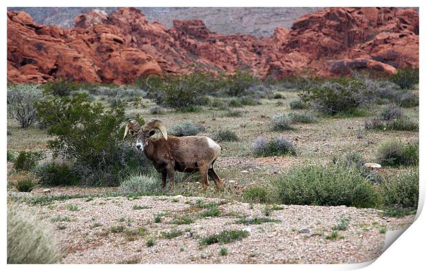 bighorn in valley of fire Print by milena boeva
