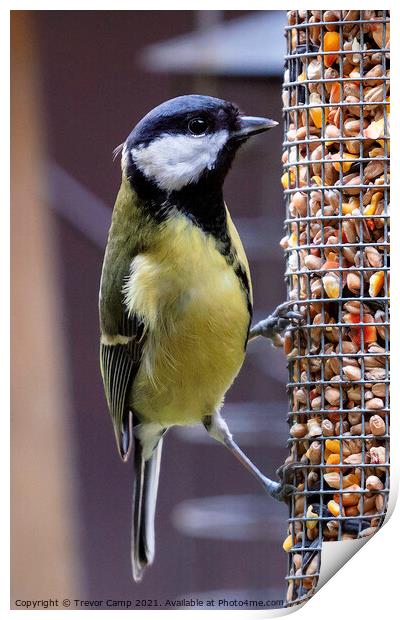 Great Tit Print by Trevor Camp