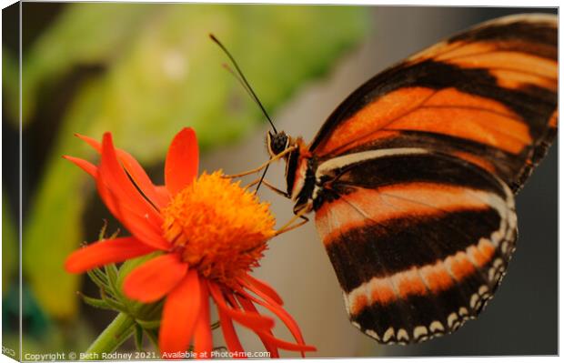 Butterfly feeding close-up Canvas Print by Beth Rodney