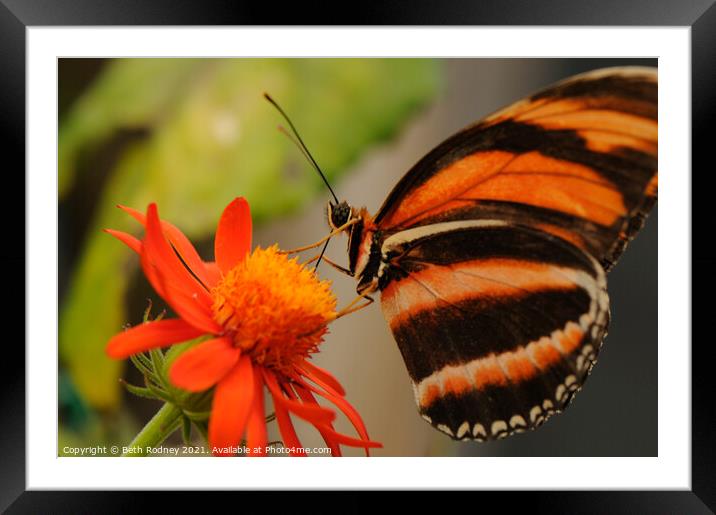 Butterfly feeding close-up Framed Mounted Print by Beth Rodney
