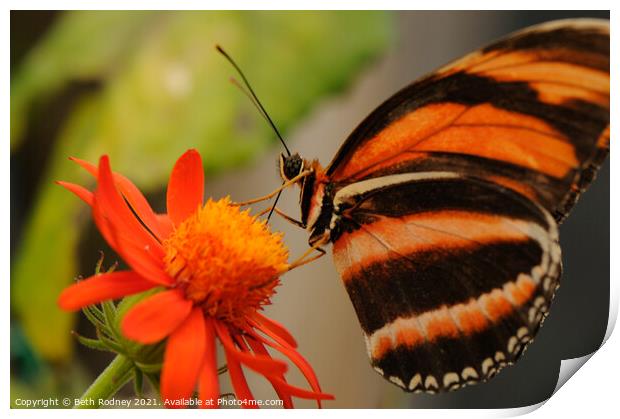 Butterfly feeding close-up Print by Beth Rodney