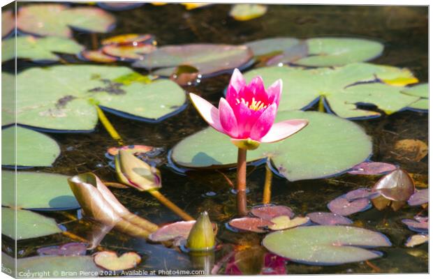 Water Lily Canvas Print by Brian Pierce