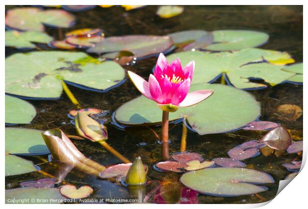 Water Lily Print by Brian Pierce