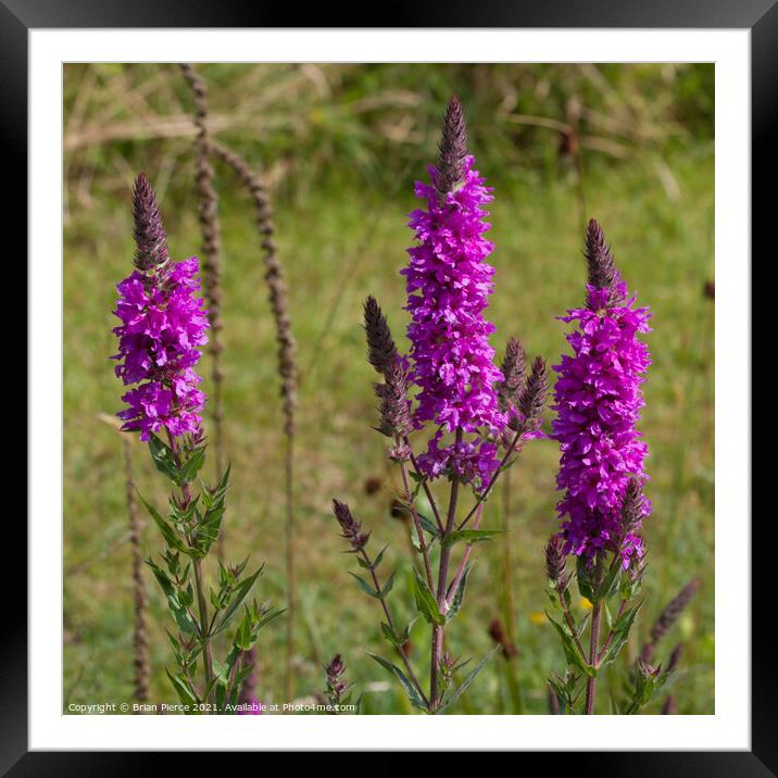Purple Loostrife Framed Mounted Print by Brian Pierce