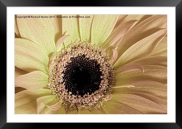 Faded Bloom Framed Mounted Print by Richard Muller