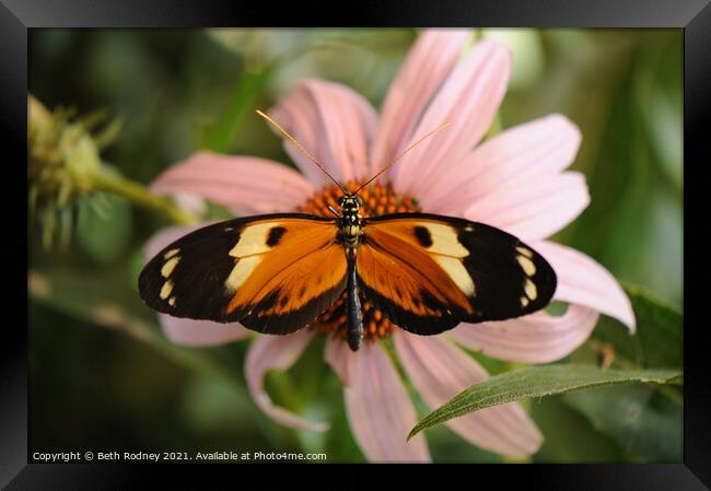 Longwing Butterfly close-up Framed Print by Beth Rodney