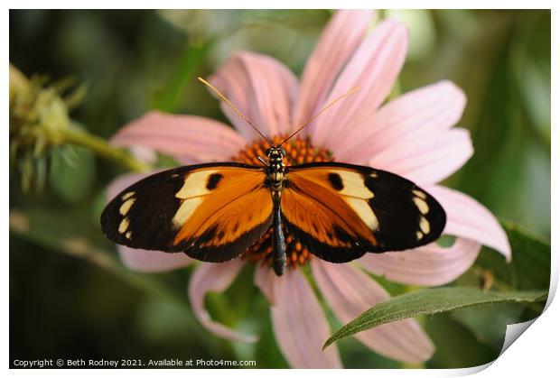 Longwing Butterfly close-up Print by Beth Rodney