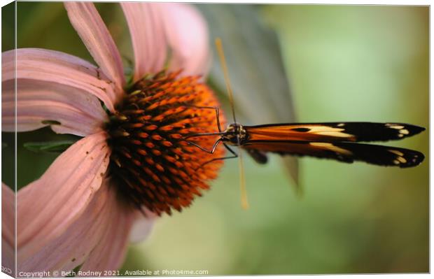 Longwing on coneflower close-up Canvas Print by Beth Rodney