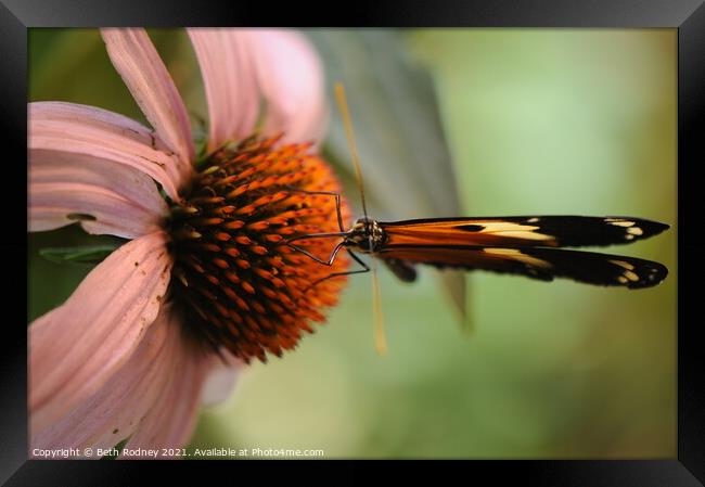 Longwing on coneflower close-up Framed Print by Beth Rodney