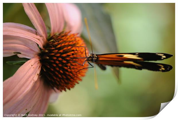 Longwing on coneflower close-up Print by Beth Rodney