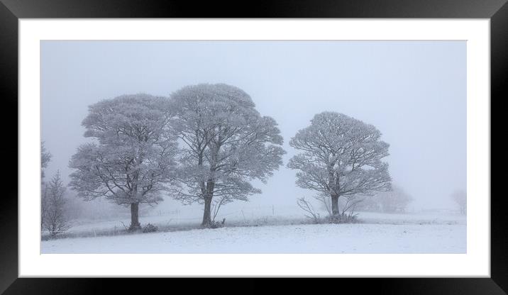  Oak trees In The Snow Framed Mounted Print by Phil Durkin DPAGB BPE4
