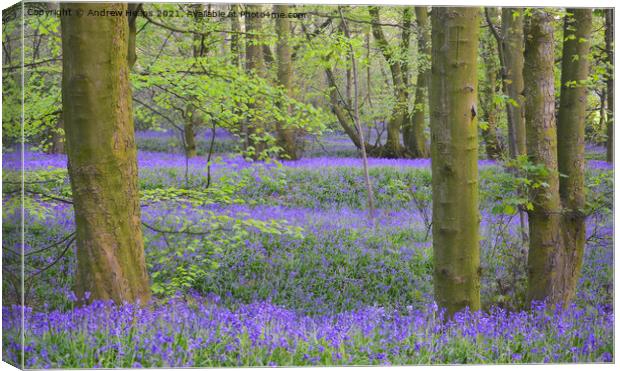 Bluebells in local woodland being Lawton woods. Canvas Print by Andrew Heaps