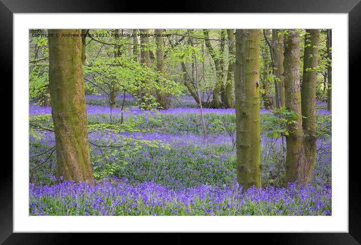 Bluebells in local woodland being Lawton woods. Framed Mounted Print by Andrew Heaps