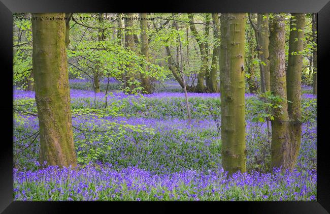 Bluebells in local woodland being Lawton woods. Framed Print by Andrew Heaps
