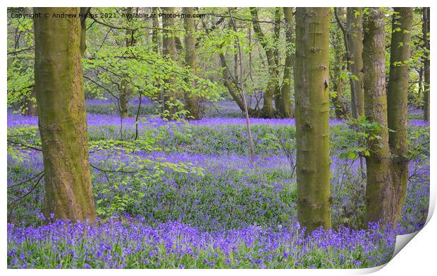 Bluebells in local woodland being Lawton woods. Print by Andrew Heaps