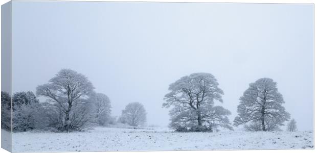 Winter Snow Covered Oak Trees Canvas Print by Phil Durkin DPAGB BPE4