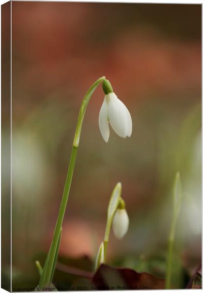 Mother and baby Snowdrop Canvas Print by Simon Johnson