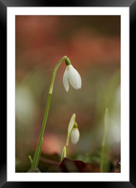 Mother and baby Snowdrop Framed Mounted Print by Simon Johnson
