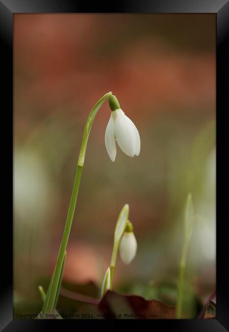 Mother and baby Snowdrop Framed Print by Simon Johnson