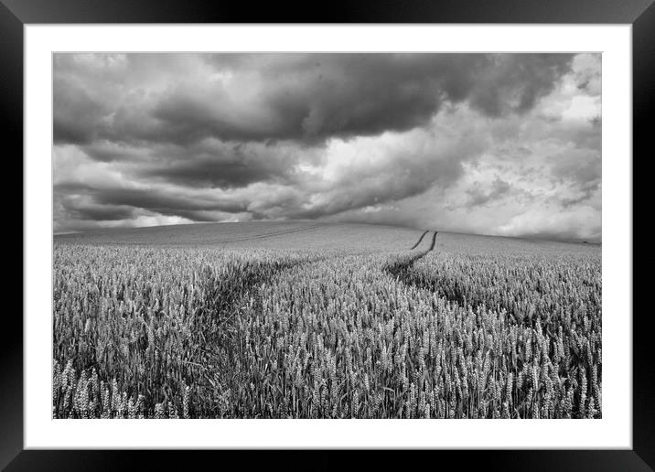 Storm clouds over the wheat. Framed Mounted Print by mick vardy