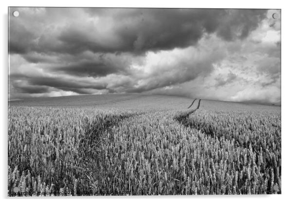 Storm clouds over the wheat. Acrylic by mick vardy
