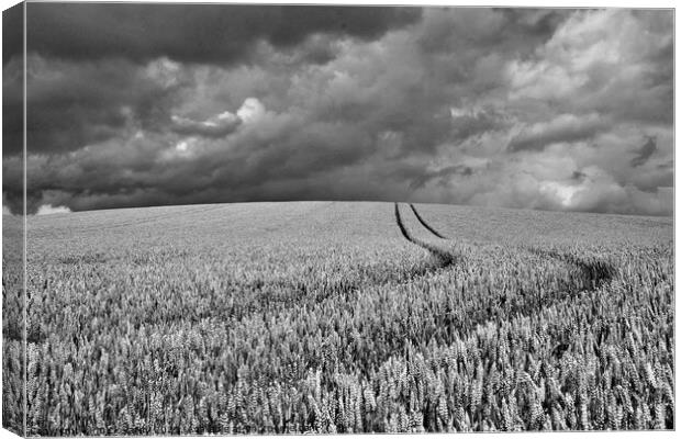 Wheat on the humpy field with storm clouds. Canvas Print by mick vardy