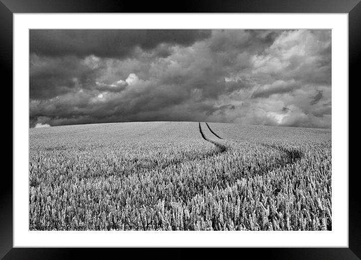 Wheat on the humpy field with storm clouds. Framed Mounted Print by mick vardy