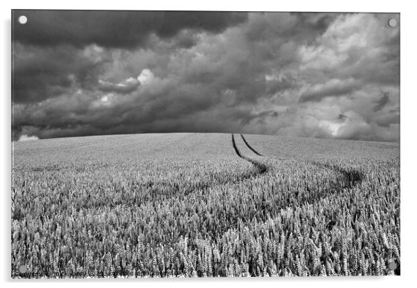 Wheat on the humpy field with storm clouds. Acrylic by mick vardy
