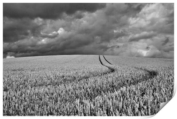 Wheat on the humpy field with storm clouds. Print by mick vardy