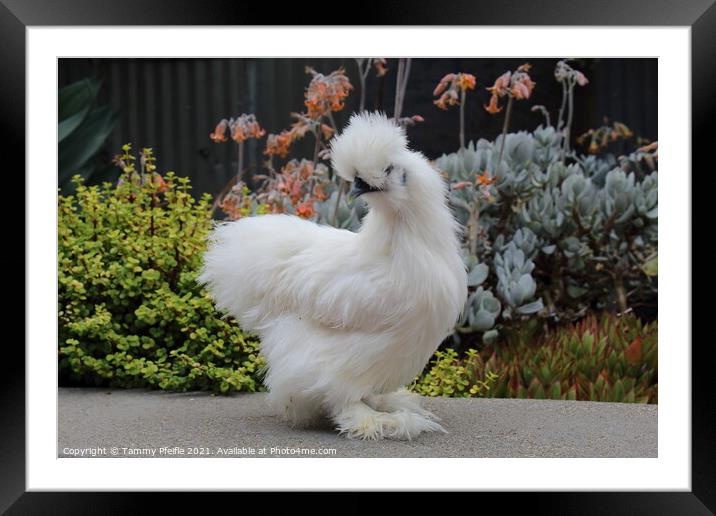 A chicken standing in front of plants Framed Mounted Print by Tammy Pfeifle