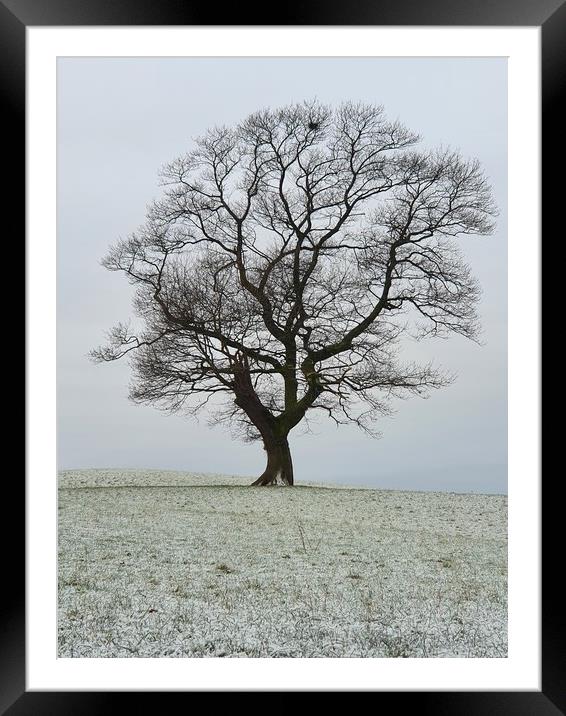 Lone Tree Framed Mounted Print by Declan Mcfall
