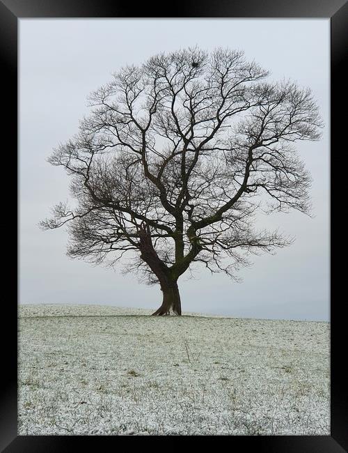 Lone Tree Framed Print by Declan Mcfall