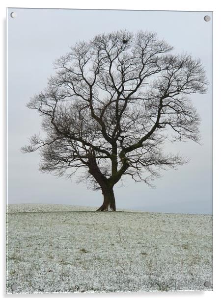 Lone Tree Acrylic by Declan Mcfall