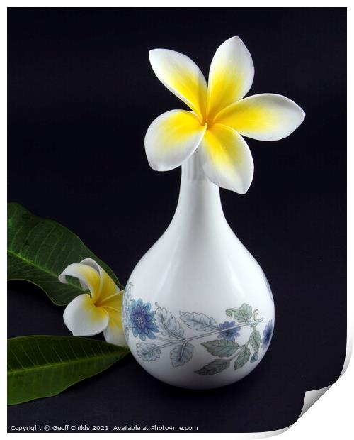 Colourful Frangipani in decorative vase.  Print by Geoff Childs