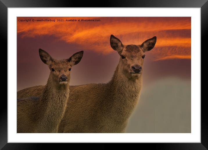 Red Deer At Sunset Framed Mounted Print by rawshutterbug 