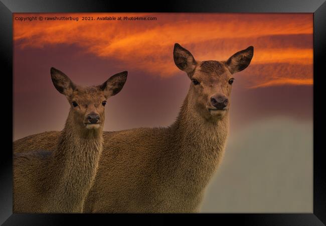 Red Deer At Sunset Framed Print by rawshutterbug 