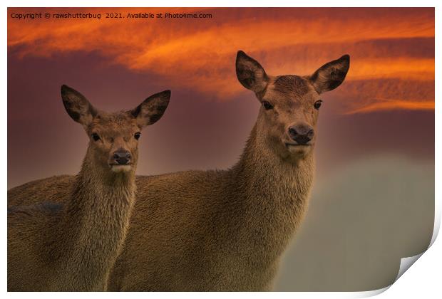 Red Deer At Sunset Print by rawshutterbug 