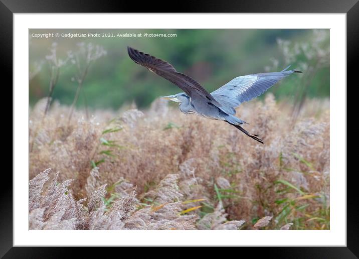 Heron flying in an Autumnal Kent Countryside Framed Mounted Print by GadgetGaz Photo