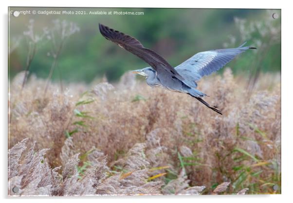 Heron flying in an Autumnal Kent Countryside Acrylic by GadgetGaz Photo