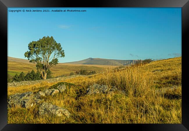 Eucalyptus Tree in the Brecon Beacons South Wales Framed Print by Nick Jenkins
