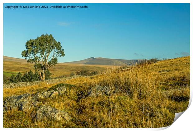 Eucalyptus Tree in the Brecon Beacons South Wales Print by Nick Jenkins