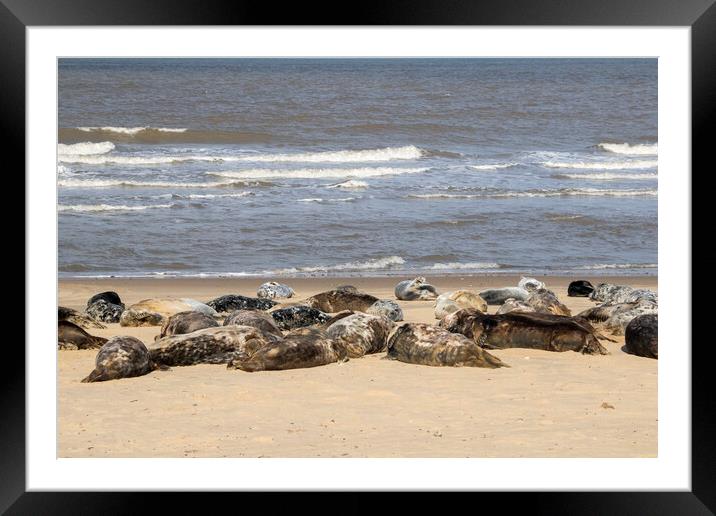 Grey seal  Framed Mounted Print by chris smith