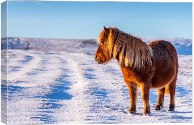 A wild pony in a snowy Dartmoor landscape Canvas Print by Gary Holpin