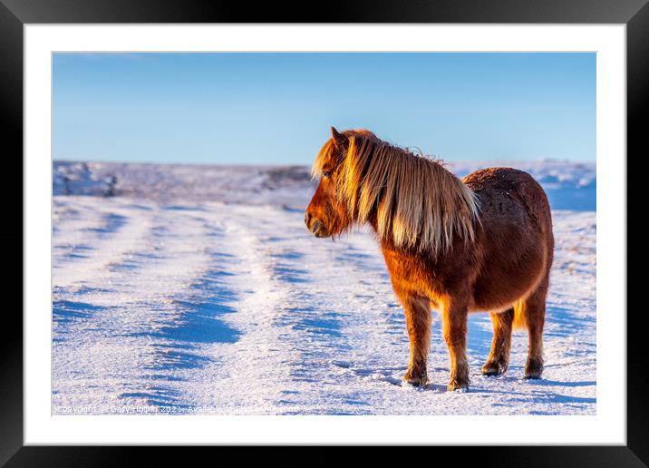 A wild pony in a snowy Dartmoor landscape Framed Mounted Print by Gary Holpin
