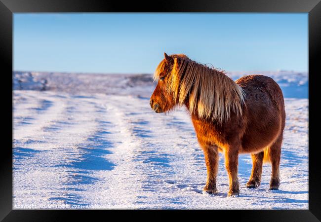 A wild pony in a snowy Dartmoor landscape Framed Print by Gary Holpin
