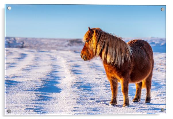 A wild pony in a snowy Dartmoor landscape Acrylic by Gary Holpin
