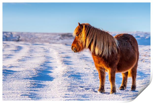 A wild pony in a snowy Dartmoor landscape Print by Gary Holpin